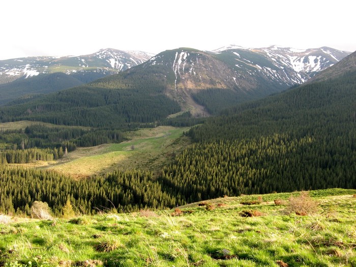Snow-capped mountains with evergreen forests and grassy foreground