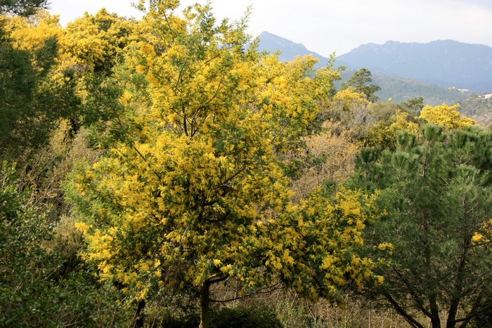 Silver wattle tree in bloom with mountains