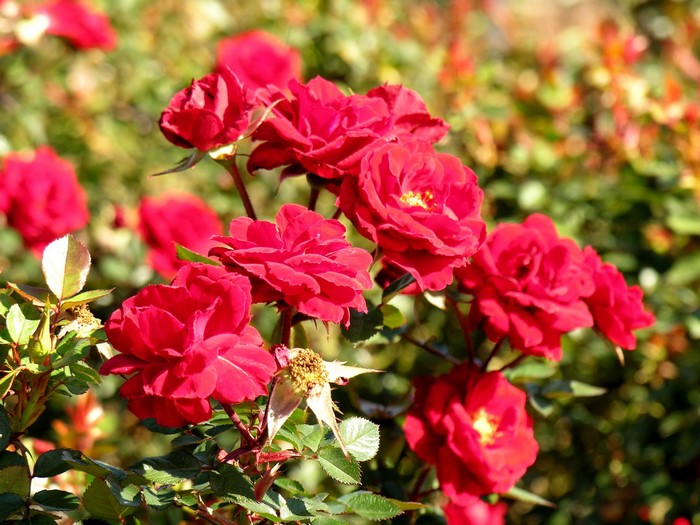 Red Roses in Bloom