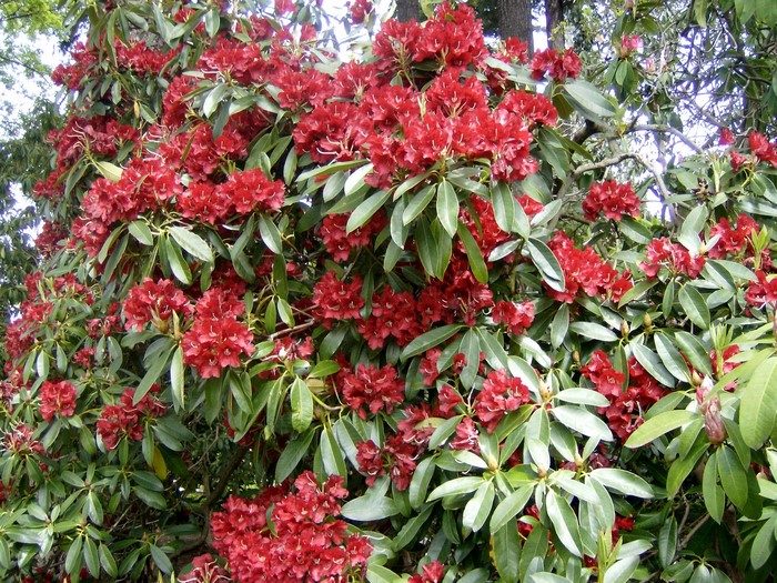 Red Rhododendron flowers and green leaves