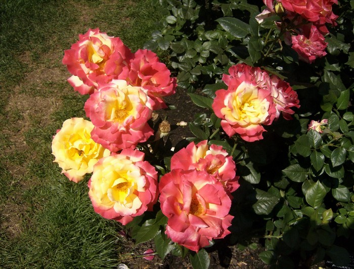 Bicolor Roses in a Garden