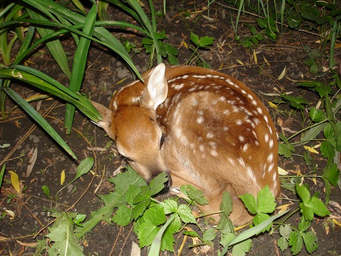 Fawn sleeping in the grass