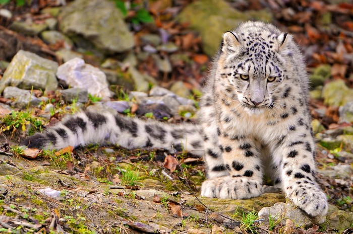 Snow leopard cub sitting on rocky ground