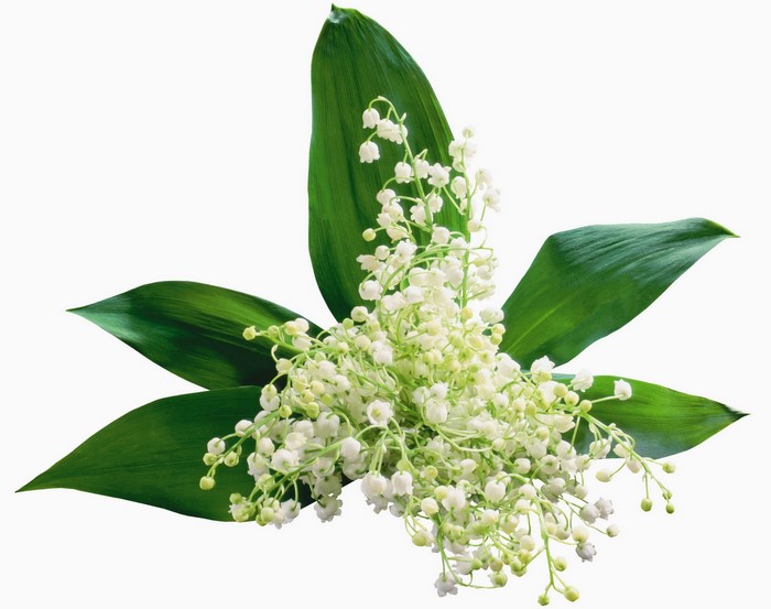 Lily of the valley flowers with green leaves