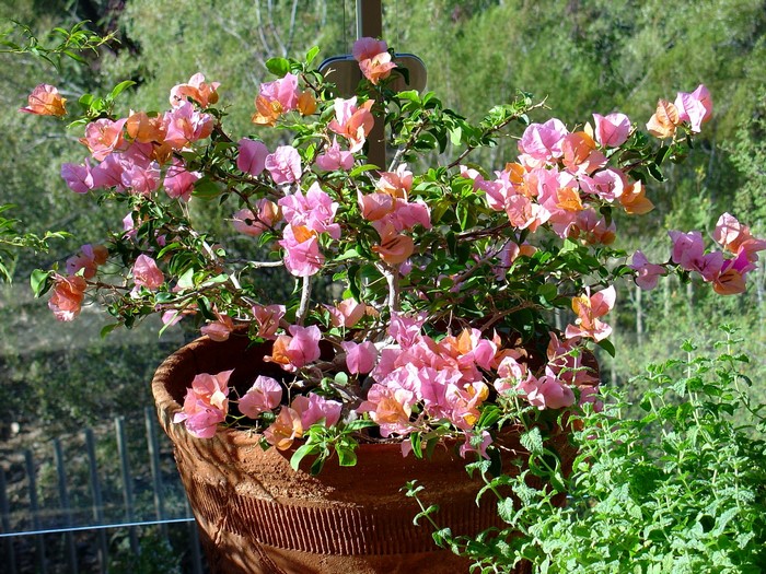 Pink and orange bougainvillea flowers in a terracotta pot