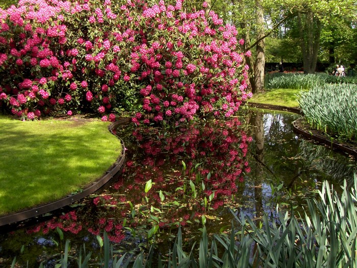 Park with pond and blooming rhododendrons