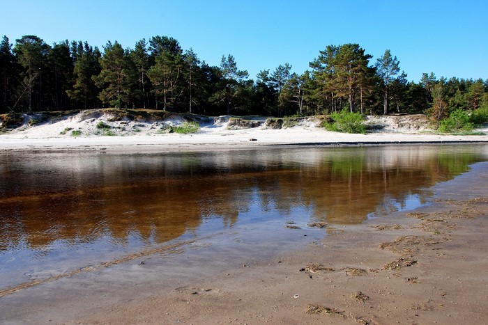 River flowing through a sandy beach with pine forest
