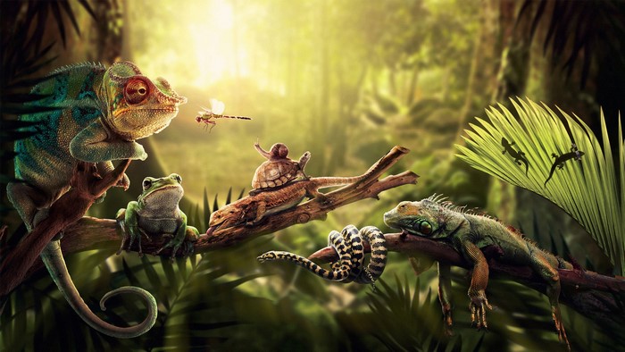Various reptiles and amphibians in a jungle setting
