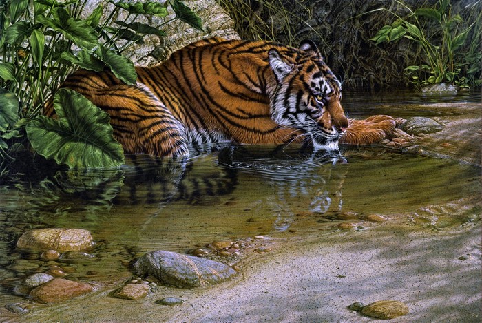 Tiger drinking water from a stream
