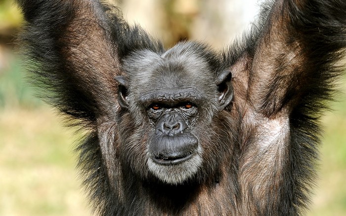 Chimpanzee with arms raised