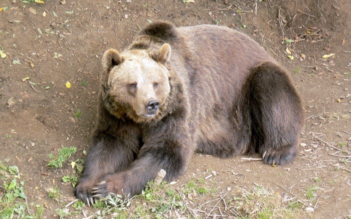 Brown bear resting on the ground