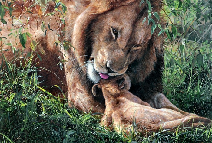 Lion licking a cub in tall grass