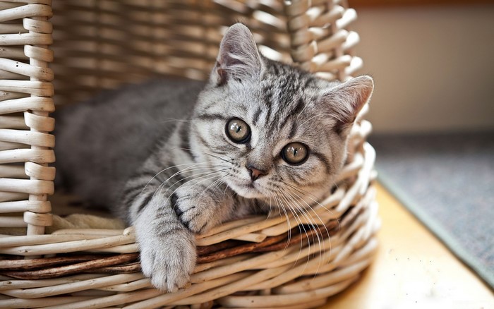 A silver tabby kitten in a wicker basket