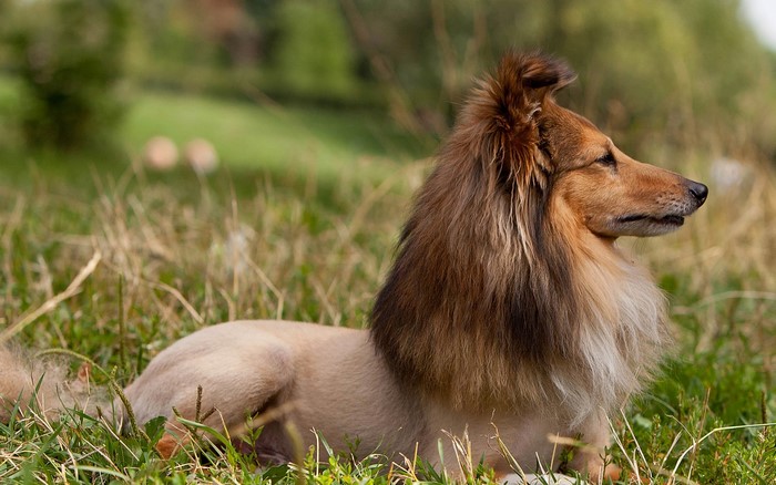 Shetland Sheepdog lying in grass