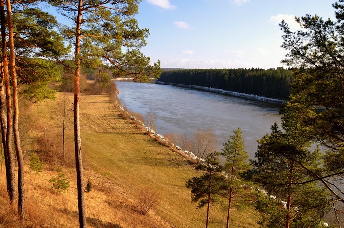 River flowing through a forest with pine trees