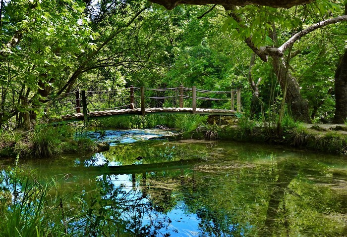 Wooden bridge over a stream in a forest