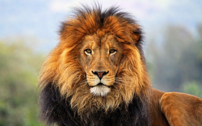 Close-up of a male lion's face