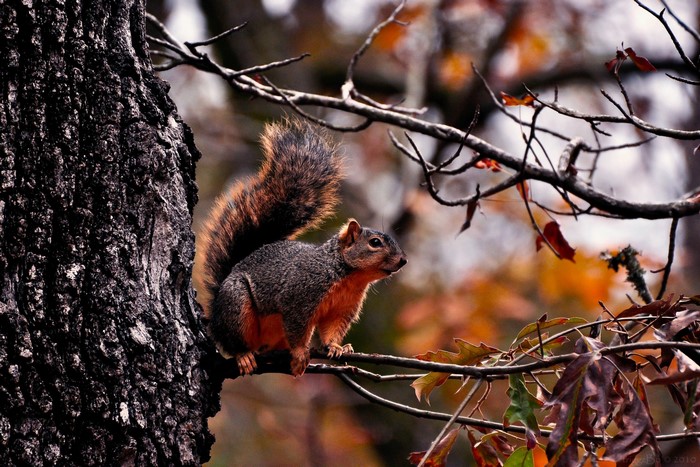Squirrel on a tree branch in autumn