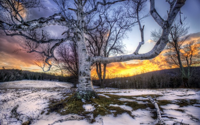 Winter landscape with birch tree at sunset