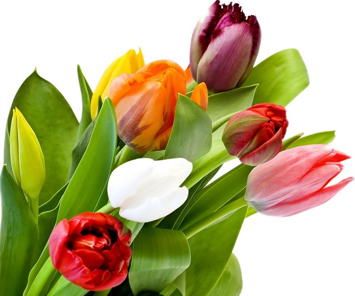 A bouquet of colorful tulips