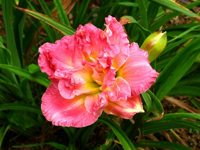 Pink and yellow double daylily flower with bud