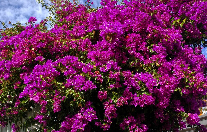 Vibrant purple Bougainvillea flowers against a blue sky