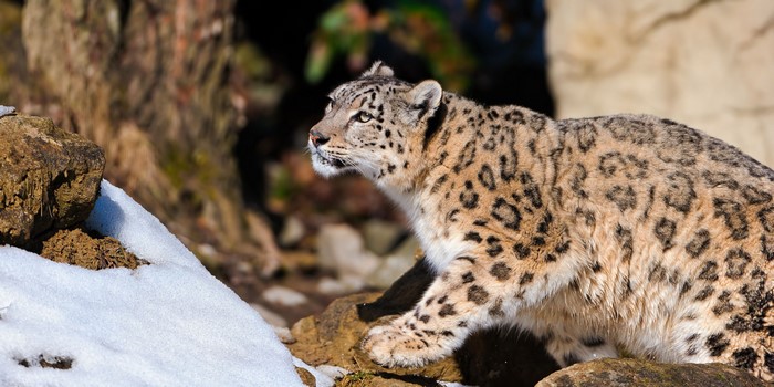 Snow leopard in a snowy, rocky environment