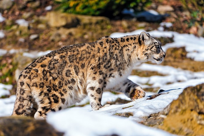 Snow leopard walking on snow and rocks