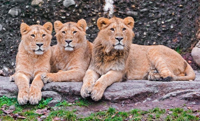 Three young lions resting on rocks
