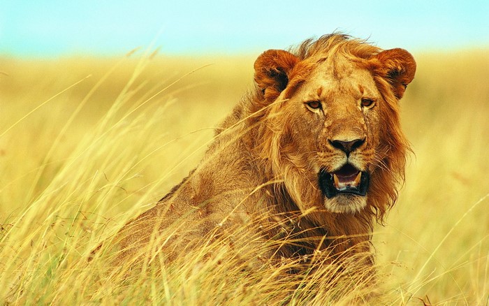 Lion in tall dry grass