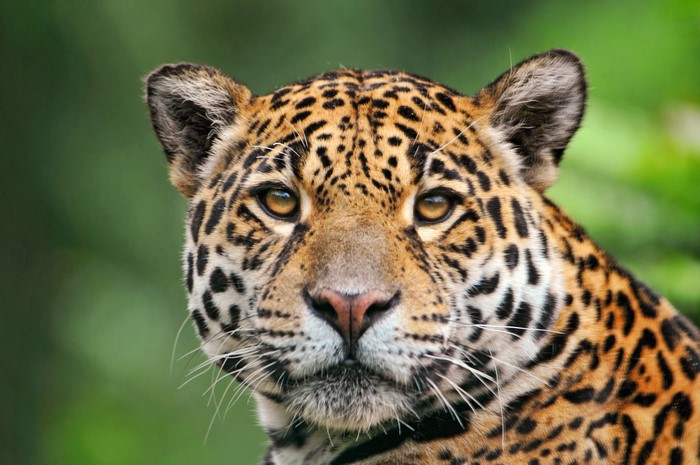 Close-up of a Jaguar's Face