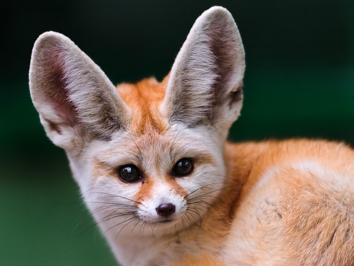 Close-up of a Fennec fox with large ears