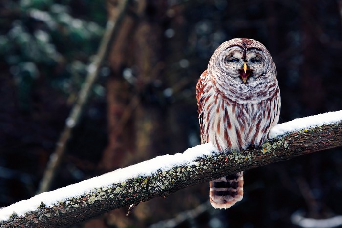 Barred owl perched on a snow-covered branch