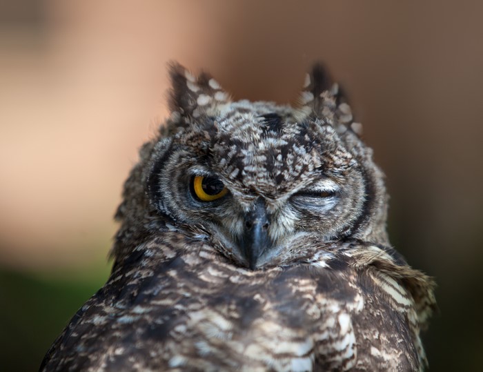 Spotted Eagle-Owl with one eye closed