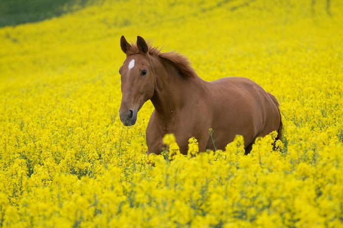 Brown horse in a field of yellow flowers