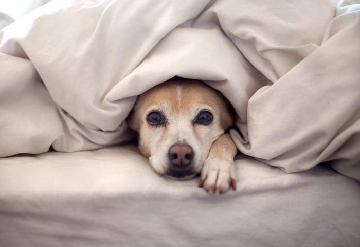 Dog peeking out from under a white blanket
