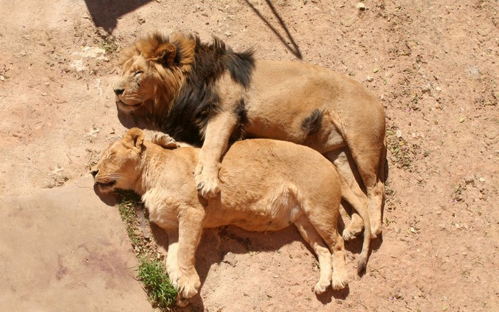 Two lions resting on the ground