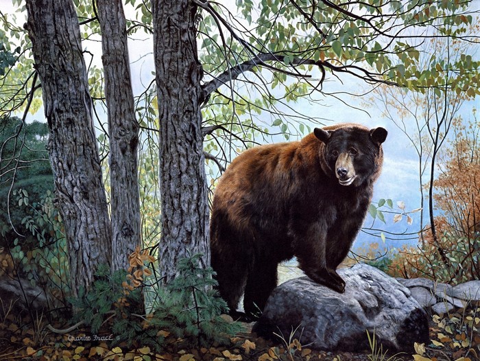 Black bear standing on a rock in a forest