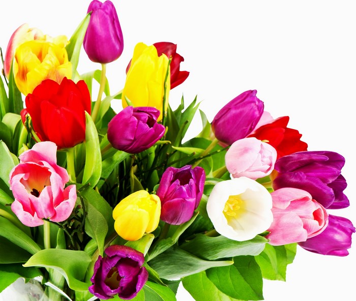 A bouquet of colorful tulips