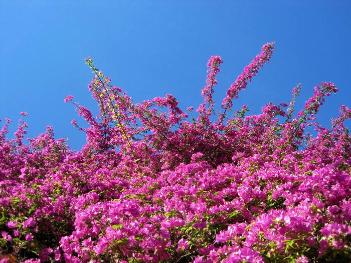 Bougainvillea flowers against a bright blue sky