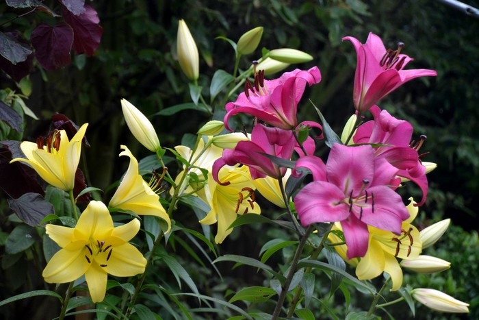 Pink and yellow lilies in a garden
