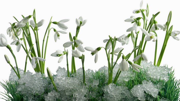 Snowdrops emerging from snow and grass