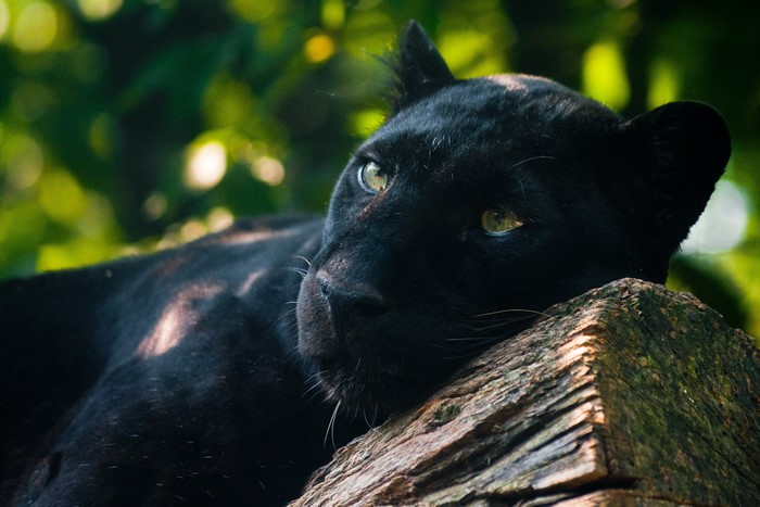 Black Panther resting on a log
