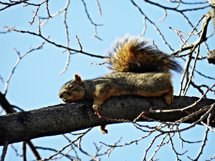 Squirrel sleeping on a tree branch