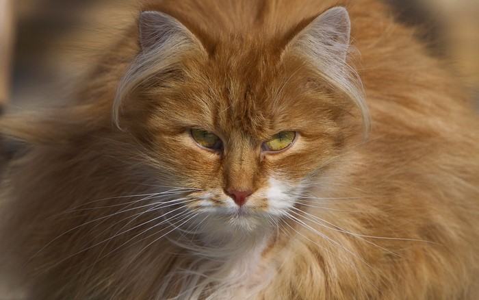 Close-up of an orange fluffy cat