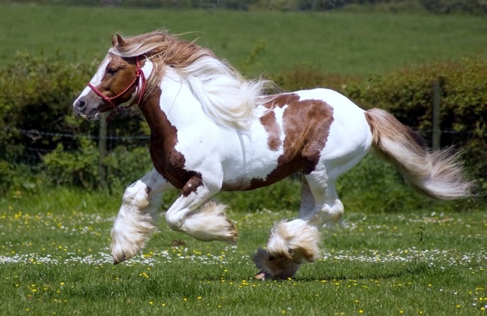 A pinto horse with a flowing mane runs through a field