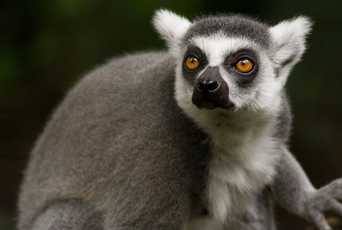 Ring-tailed Lemur close-up portrait