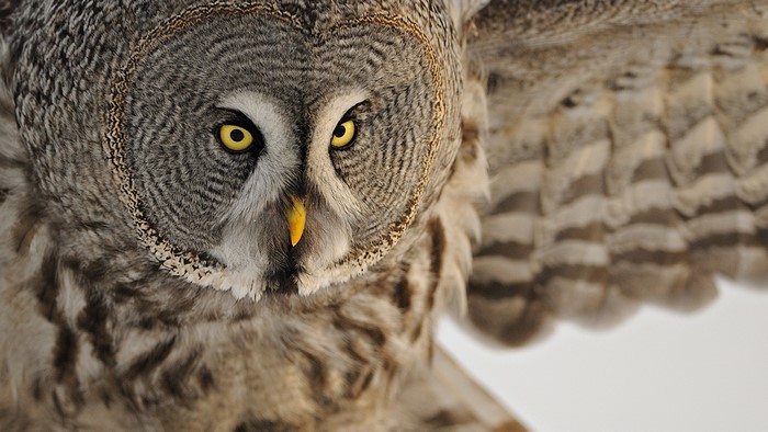 Great Grey Owl with wings spread