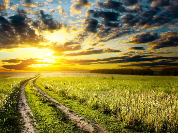 Dirt road through a grassy field at sunset