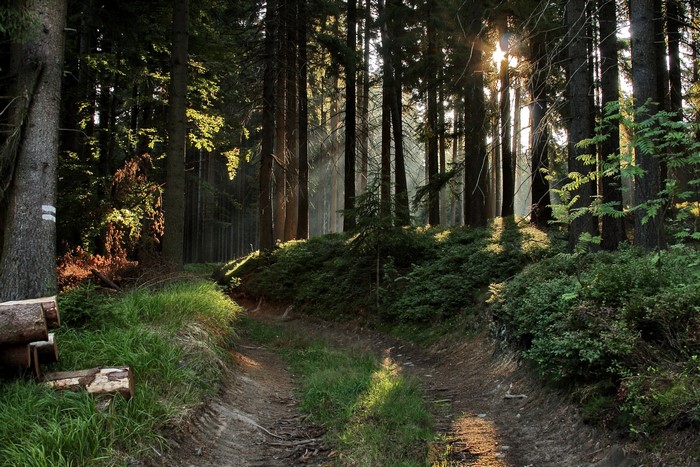 Sunlight filtering through a forest path